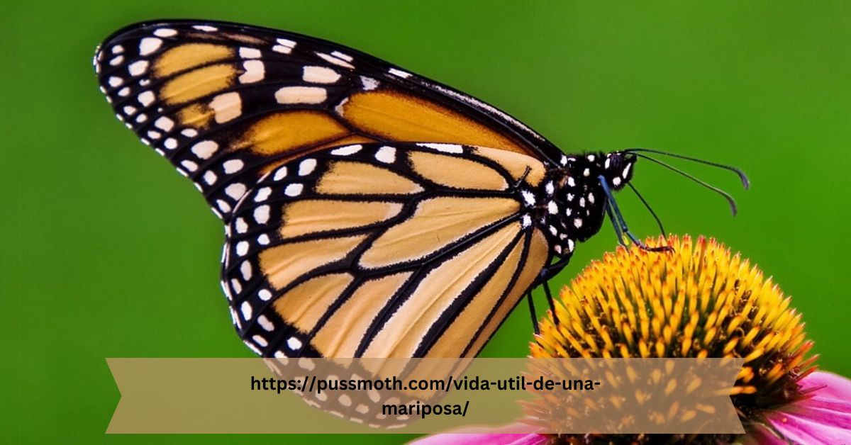 httpspussmoth.comvida-util-de-una-mariposa